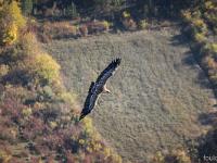 Rémuzat - Rocher du Caire  17 octobre 2017