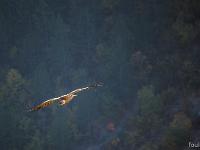 Rémuzat - Rocher du Caire  17 octobre 2017