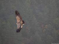 Rémuzat - Rocher du Caire  17 octobre 2017