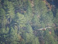 Rémuzat - Rocher du Caire  17 octobre 2017