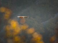 Rémuzat - Rocher du Caire  17 octobre 2017