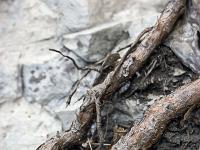 Racine pas carrée 1/2