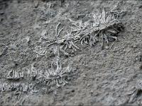 Ramifications sur un mur