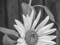 Sur une terrasse (Bourg Reynaud) N&B