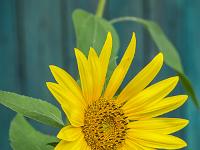 Sur une terrasse (Bourg Reynaud)