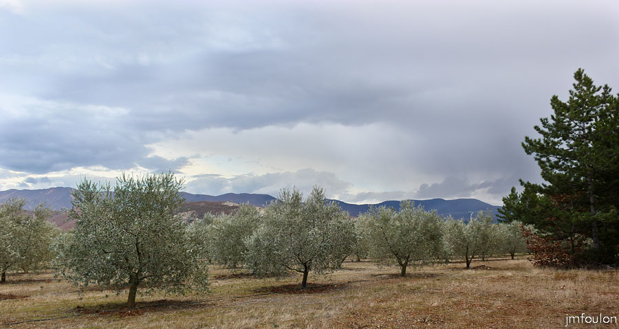 salignac-02web.jpg - Oliveraie à l'extrème Ouest du plateau de Salignac