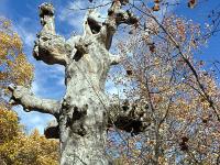 Rando de Pierre Ecrite  On trouve ici de vieux chênes morts lors d'un incendie survenu dans la première moitié du XXe siècle.