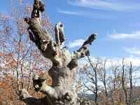 Rando de Pierre Ecrite  On trouve ici de vieux chênes morts lors d'un incendie survenu dans la première moitié du XXe siècle.