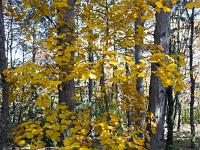 Rando de Pierre Ecrite  Feuillage d'érable en sous-bois