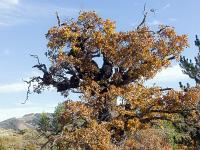 Rando de Pierre Ecrite  ND du chêne - Dans le tronc creux de ce chêne séculaire se trouve une petite chapelle avec une petite Sainte Vierge et un carnet protégé par une boite de plastique ou l'on peut laisser un message.