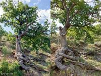 Saint Génis - 05  Chêne aux abords de la route avant le village ...