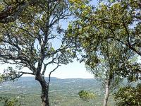 Arbres  Sur le plateau de Ganagobie (20/05/26) ...