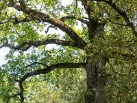 Arbres  Sur le plateau de Ganagobie (20/05/26) ...