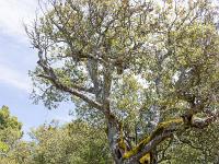 Arbres  Sur le plateau de Ganagobie (20/05/26) ...