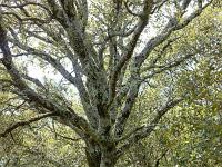 Arbres  Sur le plateau de Ganagobie (20/05/26) ...