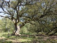 Arbres  Sur le plateau de Ganagobie (20/05/26) ...