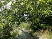 Beaumont- Cévenne ardéchoise  Vue sur le chemin muletier. On trouve ici beaucoup de châtaigniers
