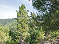 Beaumont- Cévenne ardéchoise  Autre vue sur le chemin muletier