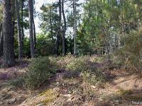 Beaumont- Cévenne ardéchoise  Parterre de bruyères sous les pins en bordure du chemin