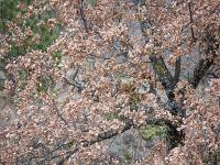 Du côté de Bevons un jour pluvieux d'hiver  Chêne blanc et genévriers