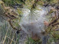 Du côté de Bevons un jour pluvieux d'hiver  Nid de chenilles processionnaires ...