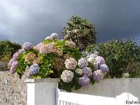 Bretagne 2007  Les hortensias de Bretagne ! ...