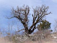 Cabanons  Cabanon en ruine au dessus du village de Peipin à l'adret de la montagne de Chapage