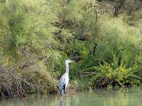 Camargue - Le Petit Rhône  Héron