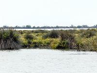 Camargue - Le Petit Rhône  Tamaris, salicorne, bruyéres,  ajoncs et roseaux sont les plantes majoritaires