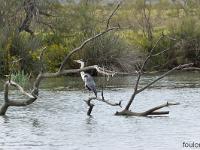 Camargue - Le Petit Rhône  Héron