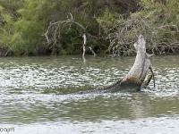 Camargue - Le Petit Rhône  Beaucoup de bois flottés ici ...