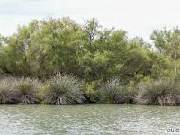 Camargue - Le Petit Rhône  Ajoncs