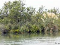 Camargue - Le Petit Rhône  Flore typique des rives du Petit Rhône