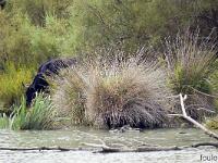 Camargue - Le Petit Rhône  Taureau sur la rive droite