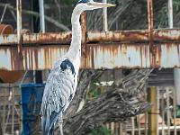 Camargue - Le Petit Rhône  Héron