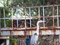 Camargue - Le Petit Rhône  Héron