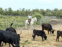 Camargue - Le Petit Rhône  Gardian et ses taureaux