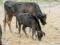 Camargue - Le Petit Rhône  Taureaux