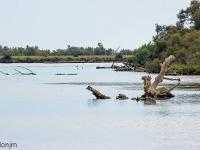 Camargue - Le Petit Rhône  Le Petit Rhône