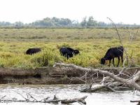 Camargue - Le Petit Rhône  Taureaux broutant des salicornes
