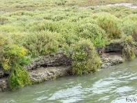 Camargue - Le Petit Rhône  Salicornes