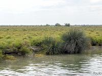 Camargue - Le Petit Rhône  Salicornes et ajoncs
