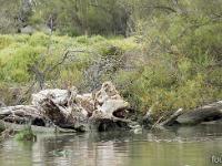 Camargue - Le Petit Rhône  Bois flottés