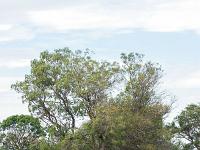 Camargue - Le Petit Rhône  Autre vue de la rive droite du Petit Rhône