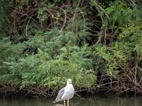 Camargue - Le Petit Rhône  Mouette sur un bois flotté