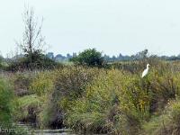 Camargue - Le Petit Rhône  La Camargue ...