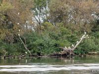 Camargue - Le Petit Rhône  Regroupement ...