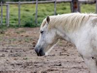 Camargue - Le Petit Rhône  Cheval Camarguais