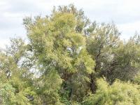 Camargue - Le Petit Rhône  Tamaris
