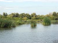 Camargue - Le Petit Rhône  La Camargue